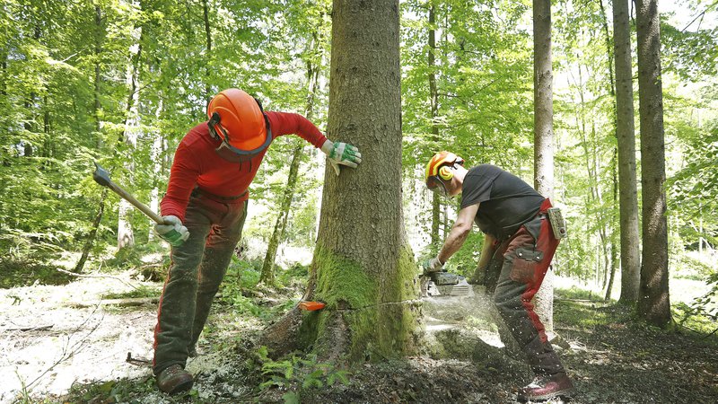 Fotografija: Neugodna lastniška struktura slovenskih gozdov ter razdrobljenost gozdne posesti slabo vplivata na učinkovitost in razvoj pa tudi na ekonomičnost delovanja gozdnolesne verige.