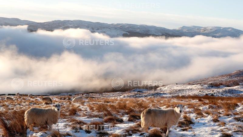 Fotografija: Včasih se oblaki na gori spustijo čisto nizko in objamejo ljudi in živali. Foto Reuters