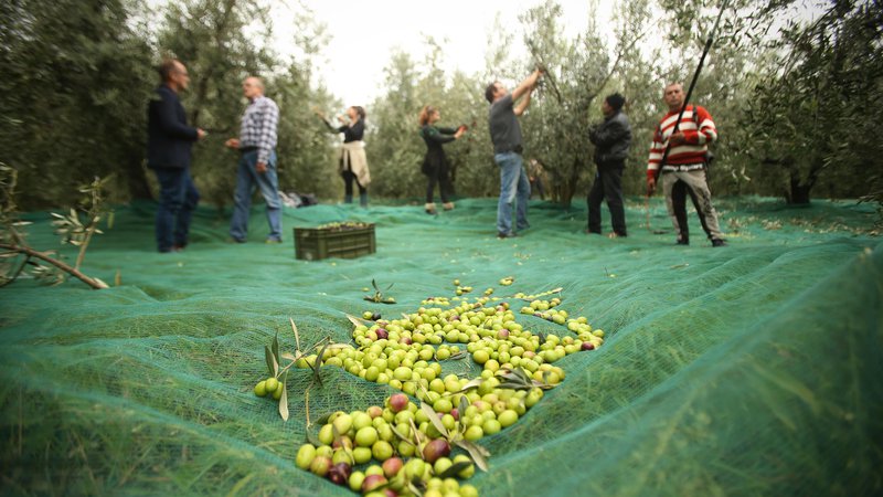 Fotografija: Obiranje oljk v oljčniku družine Jenko na Srminu nad Škocjanskim zatokom. FOTO: Jure Eržen/Delo