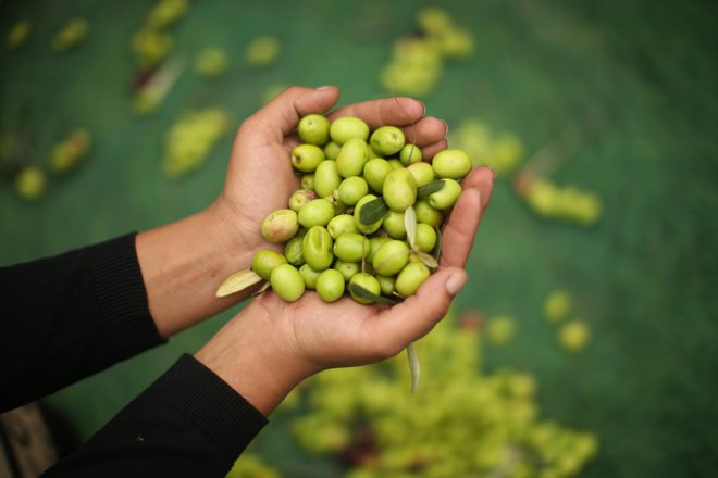 Obiranje oljk v oljčniku družine Jenko. FOTO: Jure Eržen/Delo
