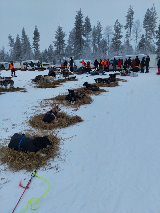 Takole je treba oskrbeti pse med kratko pavzo na tekmi. Prizor iz pravkar končanega Lapland Questa 2020. FOTO: osebni arhiv Hane Urank