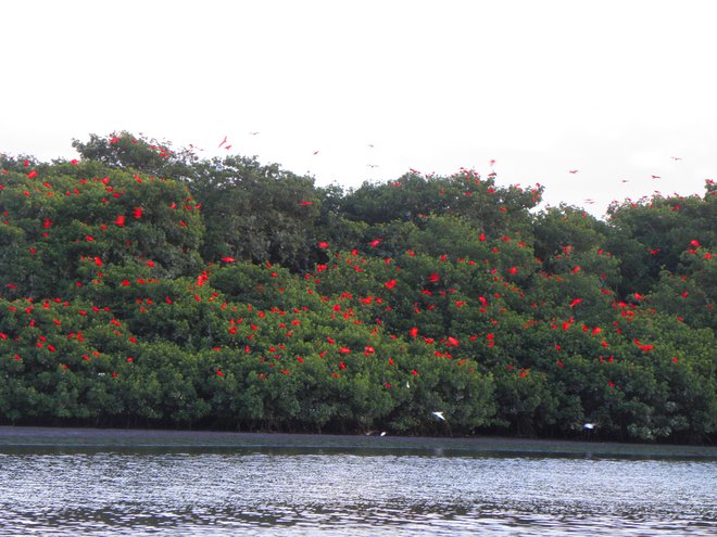 Ibisi pristajajo na mangrove na Trinidadu. FOTO: Peter Prebil