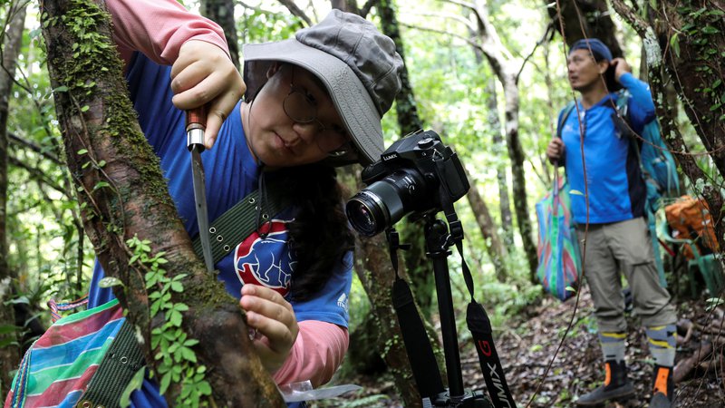 Fotografija: Zbiranje mahu terja veliko mero potrpežljivosti, natančnosti in znanja. FOTO: Ann Wang/Reuters