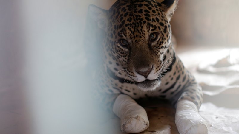 Fotografija: Samica jaguarja Amanaci je utrpela hude opekline. Z matičnimi celicami jo zdravijo v nevladni organizaciji NEX Institute v brazilski zvezni državi Goias. FOTO: Ueslei Marcelino Reuters