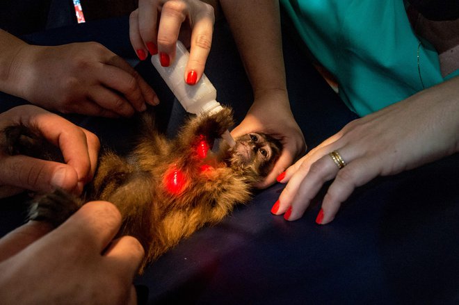 Številne živali niso uspele ubežati ognju. So pa veterinarji rešili malo opico. FOTO: Joao Paulo Guimaraes AFP
