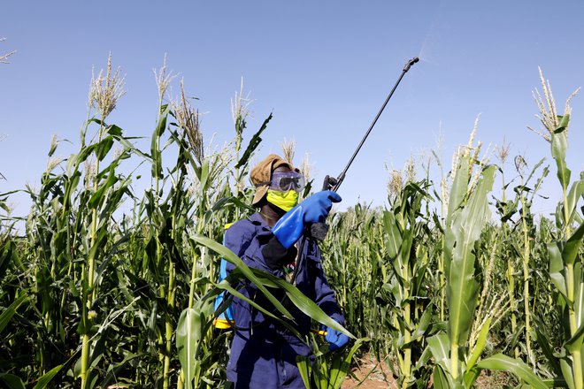 Prepovedane pesticide večinoma izvažajo v države s šibko zakonodajo in šibkim nadzorom nad to. FOTO: Baz Ratner/Reuters