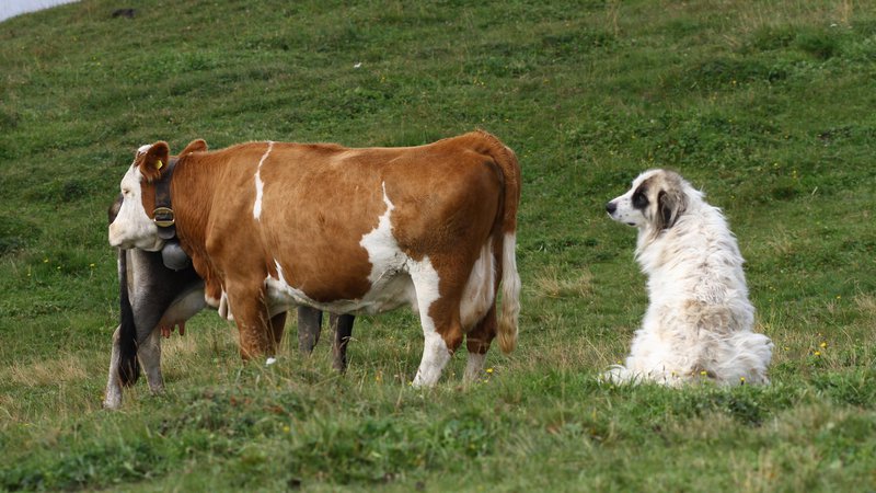 Fotografija: Na 520.000 hektarjih alpskih pašnikov se vsako poletje pase 350.000 krav in telet, 180.000 ovac ter 30.000 koz. FOTO: Simon Godec