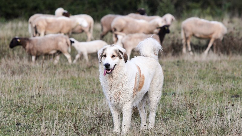 Fotografija: Na kmetiji Sedmak ovce in koze varujejo z večžično električno ograjo in osmimi pastirskimi psi. FOTO: Marko Feist
