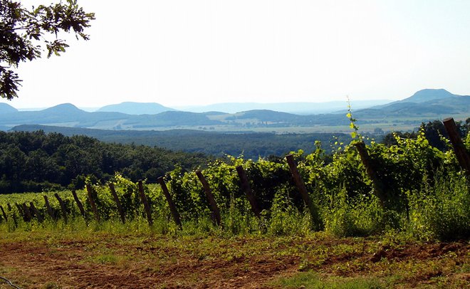 Za ljubitelje vin je zanimiva 14-kilometrska vinska cesta med krajema Villány in Siklós, s katere se na terasastih pobočjih ponuja čudovita panorama. FOTO: Veronika Sorokin