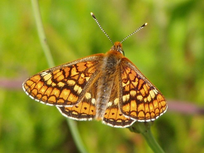 Travniški postavnež je zavarovana vrsta, ki je uvrščena tudi na rdeči seznam ogroženih metuljev Slovenije. FOTO: Wikipedija