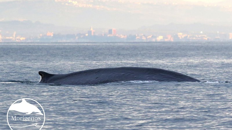Fotografija: Piranski in izolski ribiči so zadnje dni v našem morju opazili kar dva brazdasta kita hkrati. FOTO: Morigenos