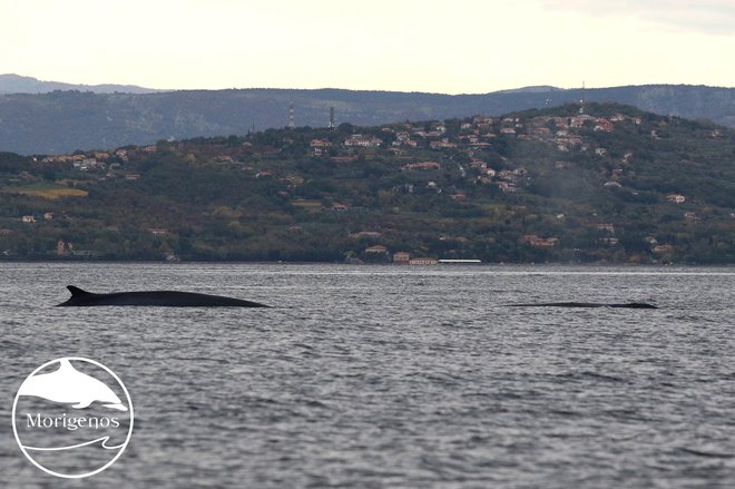 Brazdasti kit (<em>Balaenoptera physalus</em>) je druga največja žival na svetu in edini stalno prisoten vosati kit v Sredozemlju. V severnem Jadranu ga opažamo povprečno vsakih nekaj let. FOTO: Morigenos