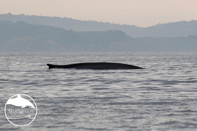 Gre za prvi pojav kar dveh skupaj plavajočih brazdastih kitov v našem morju. FOTO: Morigenos