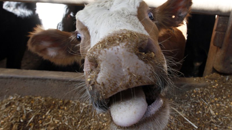 Fotografija: Najprej so bika hoteli predelati v salame, zdaj ga nameravajo celo veterinarsko oskrbeti. FOTO: Š Jeff Haynes/Reuters