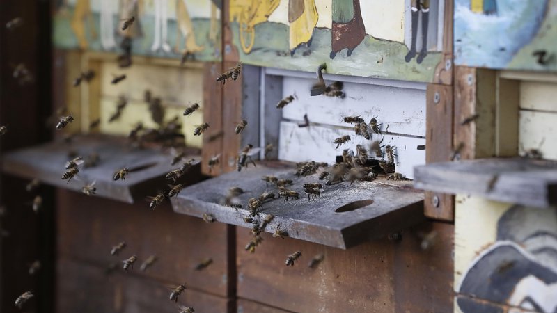 Fotografija: Kranjska čebela je v Sloveniji zaščitena, vendar ji grozi nezakoniti uvoz križancev iz zahodne Evrope. FOTO: Leon Vidic/Delo
