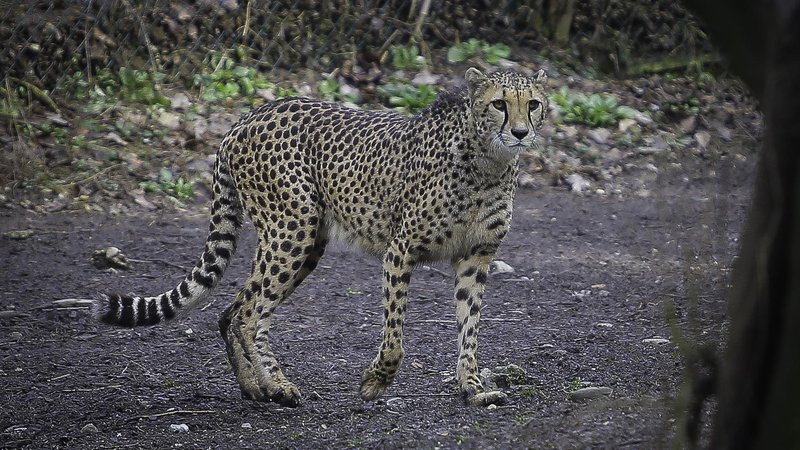 Fotografija: Tudi gepardi so med ogroženimi velikimi mačkami. FOTO: Jože Suhadolnik/Delo