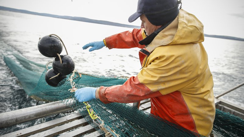 Fotografija: Bodo slovenski ribiči za vedno izgubili pravico do ribolova v odprtem morju? FOTO: Uroš Hočevar/Delo