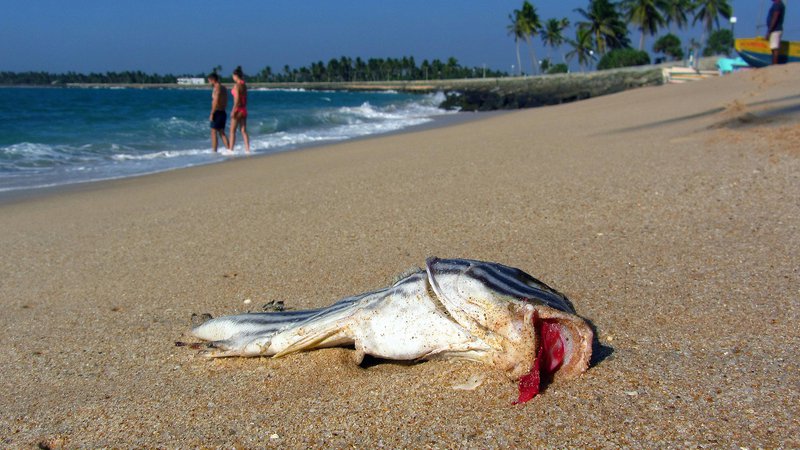 Fotografija: Zaradi onesnaženja in hrupa morsko življenje izginja. FOTO: Blaž Samec/Delo