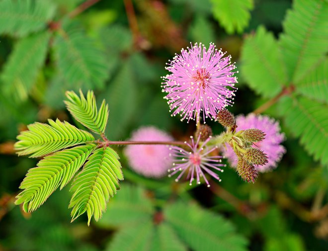Rastline lahko perfektno berejo, kaj se dogaja okrog njih. Na fotografiji <em>Mimosa pudica</em>. FOTO: Shutterstock