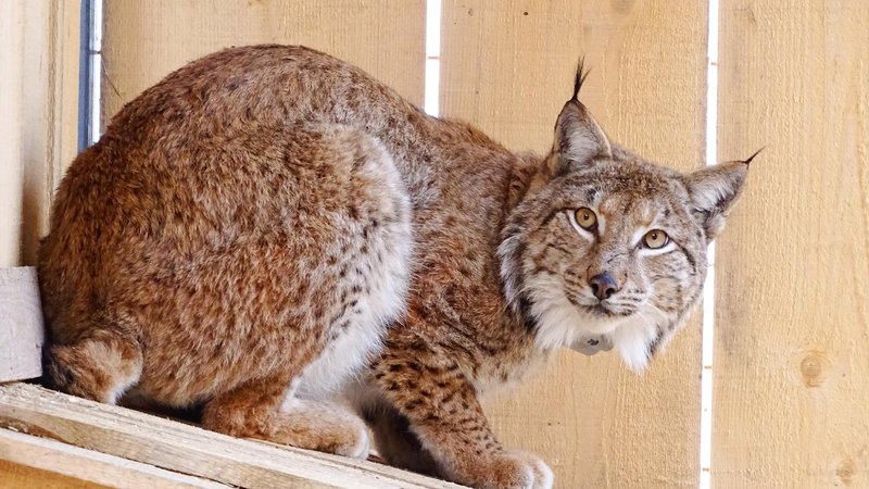 Fotografija: Do konca projekta bodo v populacijo vključili štirinajst živali. FOTO: Projektna skupina Life Lynx