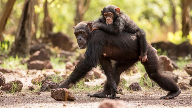 Dinastije: Šimpanzi Foto Tv Slo