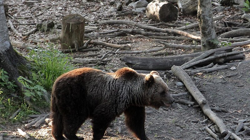 Fotografija: Lovci na območju Dol pri Litiji opažajo več rjavih medvedov kot prejšnja leta. FOTO: Ljubo Vukelič