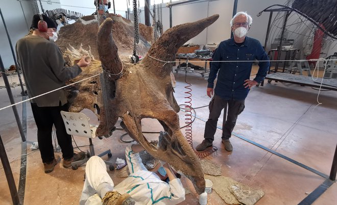Največji triceratops na svetu doslej nastaja v tržaškem salonu podjetja Zoic. FOTO: Boris Šuligoj