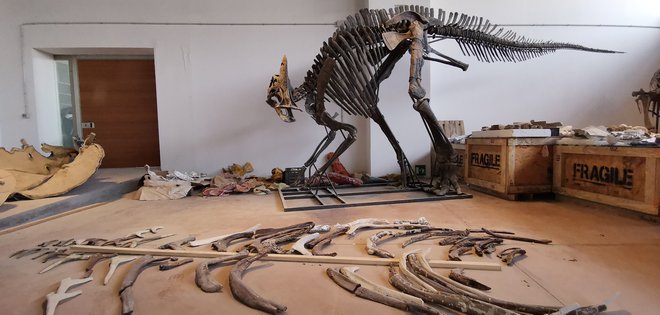 V salonu je še neprodani hadrozaver, ki ga cenijo na 450.000 evrov. Na tleh pa rebra triceratopsa. Govorimo o 66 milijonov let starih kosteh. FOTO: Boris Šuligoj