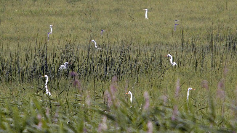 Fotografija: Na Cerkniškem jezeru se pojavlja obilje ptic, kar 256 vrst. To je evropsko pomembno počivališče za ptice selivke. Na fotografiji jata čapelj v iskanju hrane. FOTO: Mavric Pivk/Delo