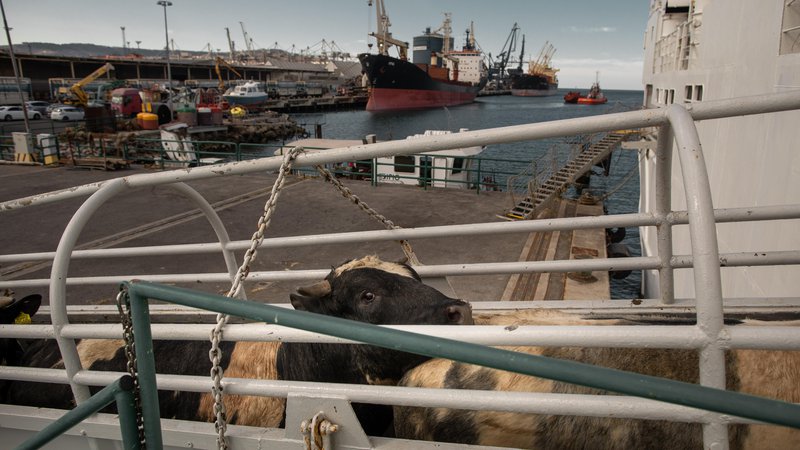 Fotografija: Živali, ki so jih spravili na ladjo Norland, so bile namenjene v Libijo za zakol. FOTO: Voranc Vogel