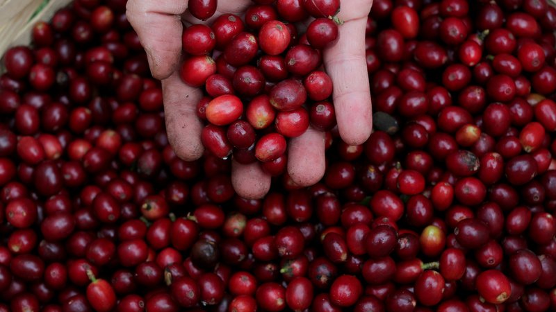 Fotografija: Cene arabice na medcelinski borzi (ICE), ki ponuja terminske pogodbe za to sorto kave, so se od konca junija povečale za okoli 35 odstotkov. FOTO: Amanda Perobelli/Reuters