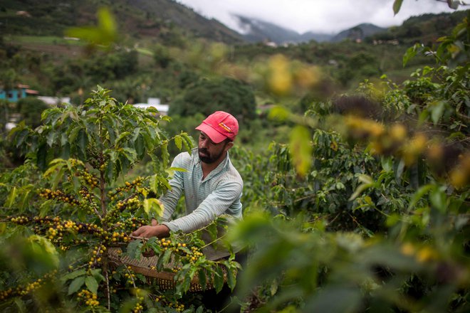 Kavovci so zelo občutljivi na pozebo. Novo posajeni grmi obrodijo šele po treh letih. FOTO: Mauro Pimentel/Afp