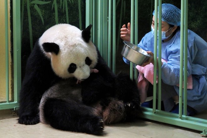   Francijo razveseljuje rojstvo dvojčkov orjaške pande.FOTO: Guillaume Souvant/AFP