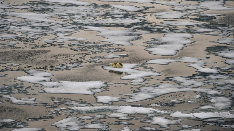 Fotografija: Polarni medved na ledenih ploskvah v Britanskem kanalu arhipelaga Dežela Franz Josef. FOTO: Ekaterina Anisimova/Afp
 