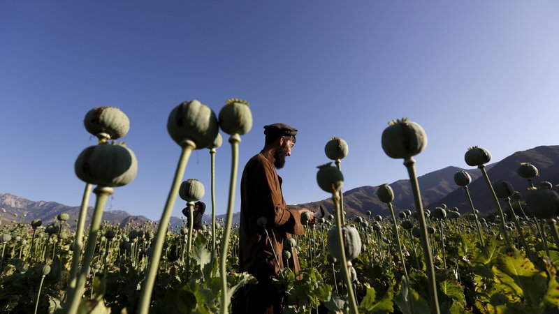 Fotografija: V Afganistanu se je leta 2020 skupna površina, zasajena z makom, ki je bil namenjen proizvodnji opijskih kepic, povečala za 37 odstotkov. FOTO: Reuters