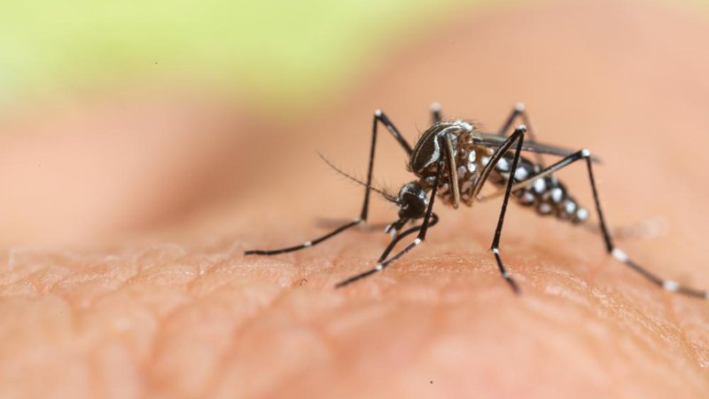 Fotografija: Malarijo povzročajo paraziti plazmodiji, ki jih s pikom na človeka prenašajo okuženi komarji. FOTO: Shutterstock