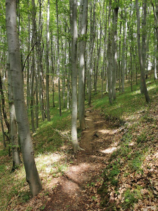 Pot skozi gozd (s turistične kmetije Žurej-Ječovo). FOTO: Beti Burger
