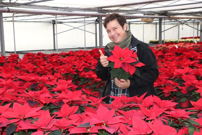 Floristka Sabina Šegula pravi, da lepših od Kurbusovih božičnih zvezd ne bi našli niti na nizozemski cvetlični borzi. FOTO: Jože Pojbič

