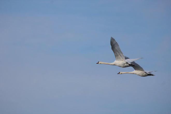 Par labodov bo verjetno tu in na bližnjem Ormoškem jezeru dočakal pomlad. FOTO: Jože Pojbič
