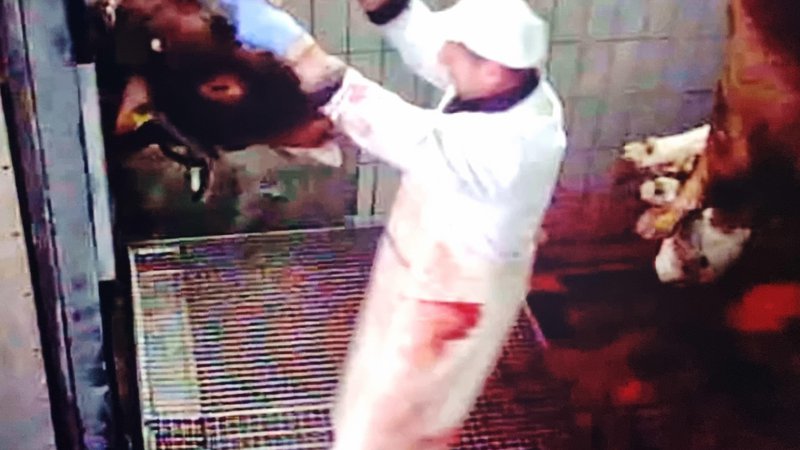 Fotografija: Pištola s klinom vred se je zagozdila v glavi živali, zaposleni jo poskuša izruvati, medtem ko žival rjove v hudih mukah. FOTO: Zajem zaslona 
