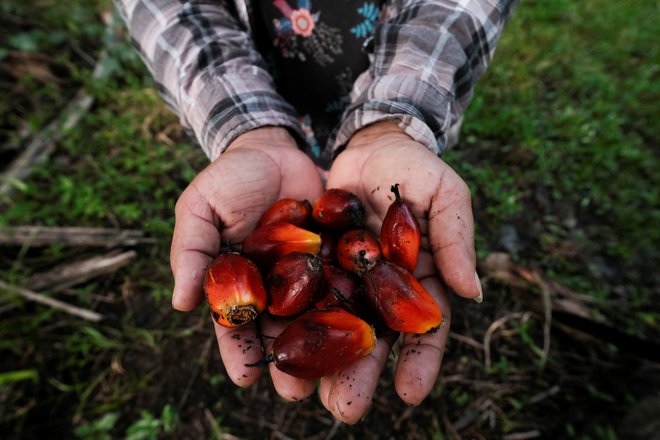 Palmovo olje ima v primerjavi z drugimi rastlinskimi olji razmeroma visok donos količine olja na hektar in je zato cenovno ugodnejše.

FOTO: Yoseph Amaya/Reuters
