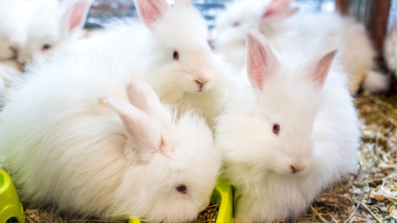Fotografija: Angora zajčki so poganjali kolovrat in statve. FOTO: Shutterstock
