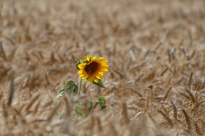 Daleč največ imajo žita, a hkrati so Ukrajinci tudi prvi na svetu po pridelavi sončničnih semen. FOTO: Valentyn Ogirenko/Reuters
