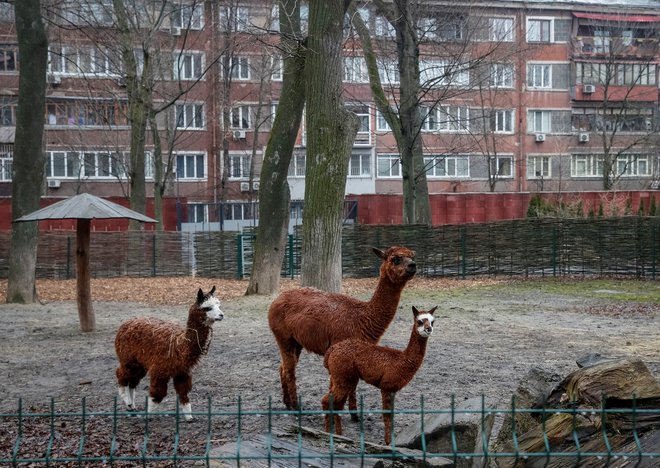 Alpake in druge živali kijevskega živalskega vrta zlasti ponoči bega hrup, ki spremlja agresijo ruske vojske. FOTO: Gleb Garanich/Reuters
