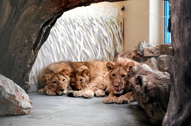 Levja družina, ki so jo prepeljali v živalski dom v Poznanju.

FOTO: Piotr Skornicki/agencja Wyborcz/Reuters
