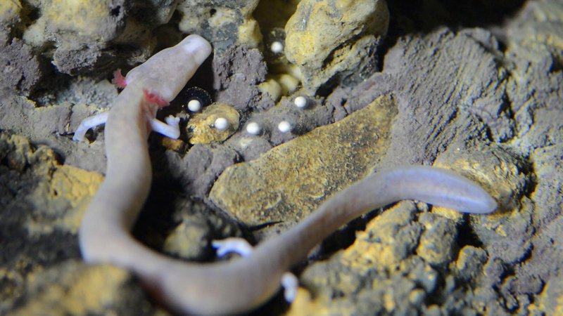 Fotografija: Človeška ribica z jajčeci. FOTO: Postojnska jama Press Release
