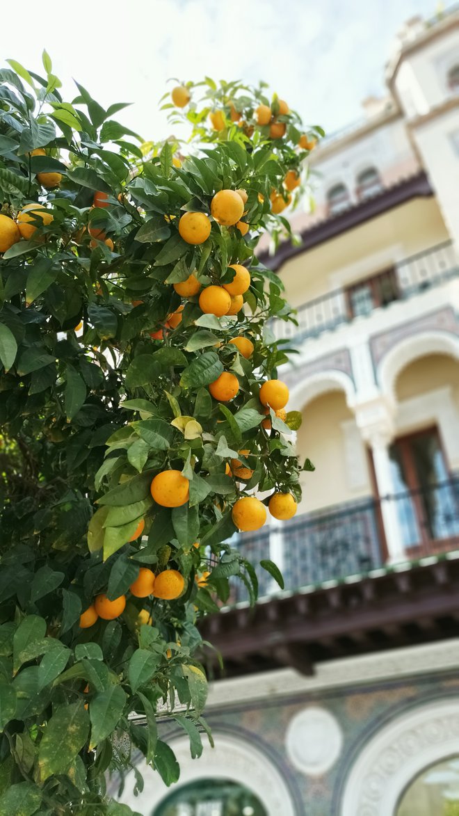 Pomarančevci so posajeni kar po ulicah. FOTO: Mitja Felc
