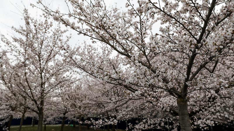 Fotografija: Japonske češnje simbolizirajo pomlad, zaupanje in ljubezen, ko se združijo s cvetenjem domačih češenj, pa tudi povezavo daljne vzhodne kulture z našo. FOTO: Črt Piksi/Delo
