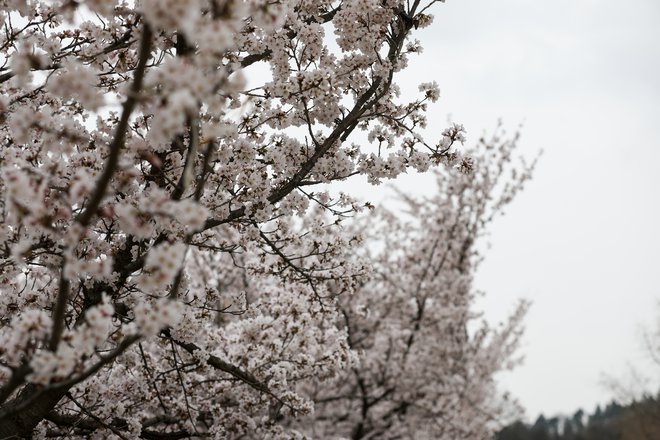 Cvetovi, ki se v japonščini imenujejo sakura, so razprti le nekaj dni, so pa na Japonskem zelo pomembni tako gospodarsko kot kulturno. FOTO: Črt Piksi/Delo
