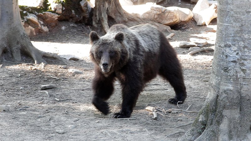 Fotografija: Okoljsko ministrstvo je za letos odobrilo odstrel 222 medvedov, do sodnega zadržanja jih je bilo ustreljenih že 86. FOTO: Ljubo Vukelič
